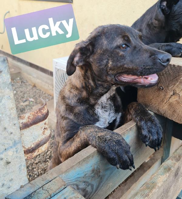 Lucky E Lilly Cuccioli Taglia Media